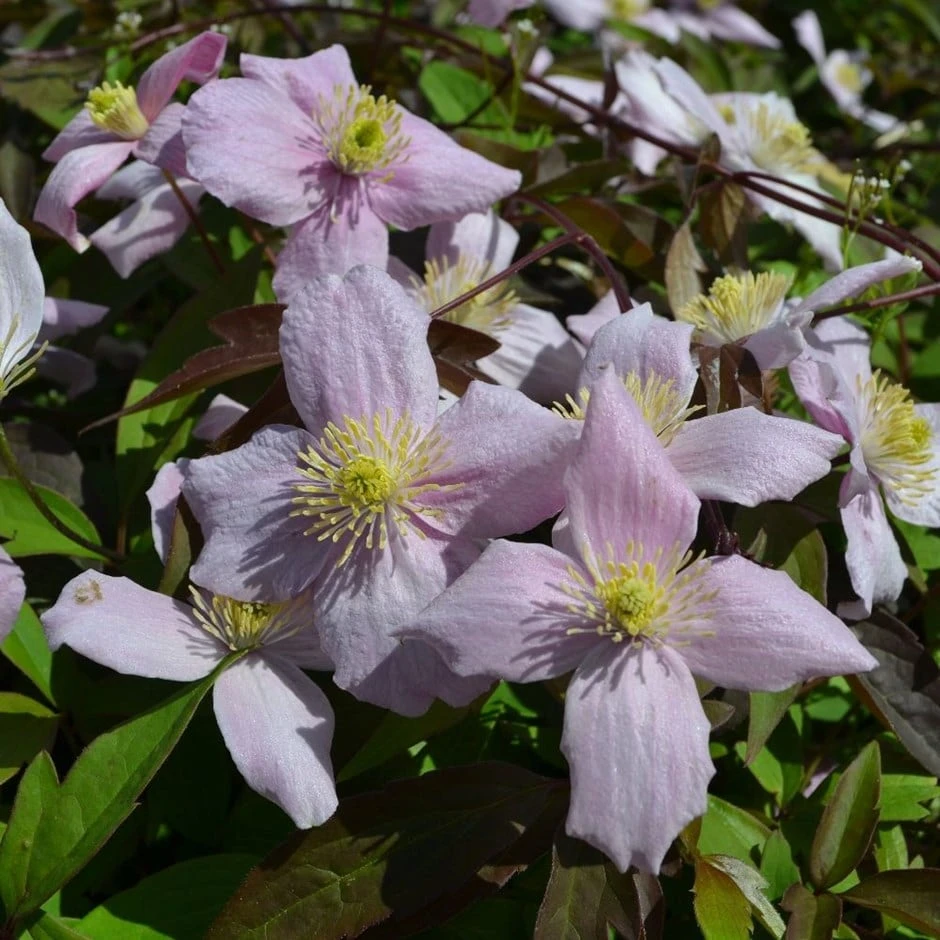 Clematis Montana Var. Rubens 'Odorata' 1 Clematis Montana Var. Rubens 'Odorata'