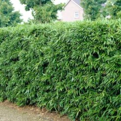 Phyllostachys Bissetii 5 Phyllostachys Bissetii -Plants Shop pl2000013346 card3 lg