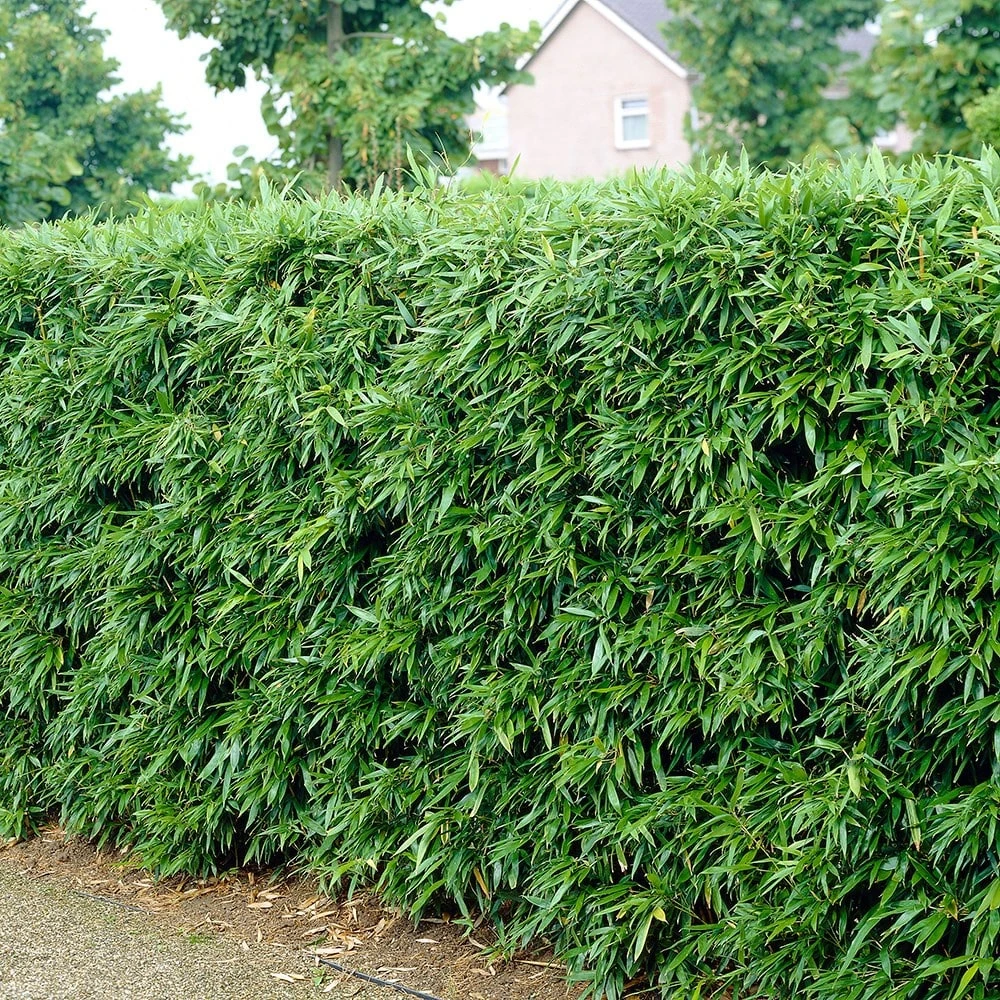 Phyllostachys Bissetii 3 Phyllostachys Bissetii - Image 3