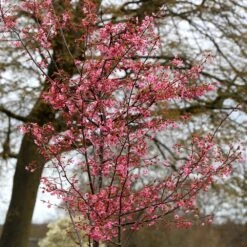 Prunus 'Kursar' -Plants Shop pl2000014026 card3 lg