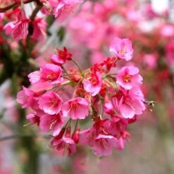 Prunus 'Kursar' -Plants Shop pl2000014026 card4 lg