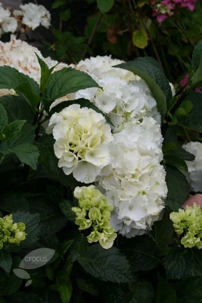 Hydrangea Macrophylla 'Zebra' (PBR) (Black Steel Series) 2 Hydrangea Macrophylla 'Zebra' (PBR) (Black Steel Series) - Image 2