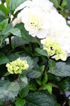 Hydrangea Macrophylla 'Zebra' (PBR) (Black Steel Series) 6 Hydrangea Macrophylla 'Zebra' (PBR) (Black Steel Series) -Plants Shop pl2000014390 card3 lg