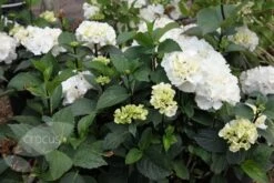 Hydrangea Macrophylla 'Zebra' (PBR) (Black Steel Series) 7 Hydrangea Macrophylla 'Zebra' (PBR) (Black Steel Series) -Plants Shop pl2000014390 card4 lg