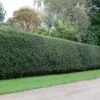 Ilex Aquifolium - Holly Hedging