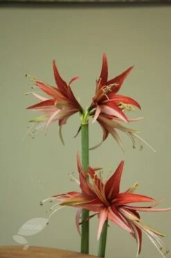 Hippeastrum (Spider Group) 'Sumatra' (PBR) -Plants Shop pl2000015026 card3 lg
