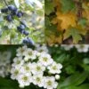 Native Hedgerow Collection