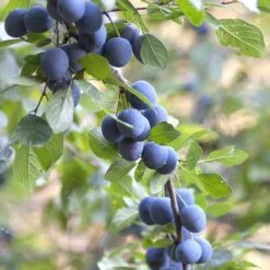 Native Hedgerow Collection -Plants Shop pl2000015279 card3 lg