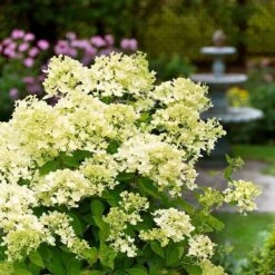 Hydrangea Paniculata 'Bombshell' (PBR) -Plants Shop pl2000015639 card3 lg