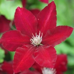 Clematis Rebecca ('Evipo016') (PBR) (Boulevard Series) -Plants Shop pl2000015732 card3 lg