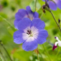 Geranium Rozanne ('Gerwat') (PBR) -Plants Shop pl2000015974 card3 lg