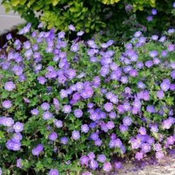 Geranium Rozanne ('Gerwat') (PBR) -Plants Shop pl2000015974 card5 lg