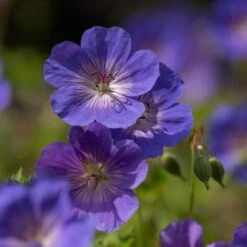Geranium Rozanne ('Gerwat') (PBR) -Plants Shop pl2000015974 card6 lg