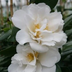 Camellia Japonica 'Silver Anniversary'
