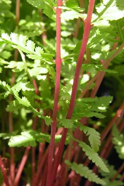 Athyrium Filix-femina Subsp. Angustum F. Rubellum 'Lady In Red' 2 Athyrium Filix-femina Subsp. Angustum F. Rubellum 'Lady In Red' - Image 2