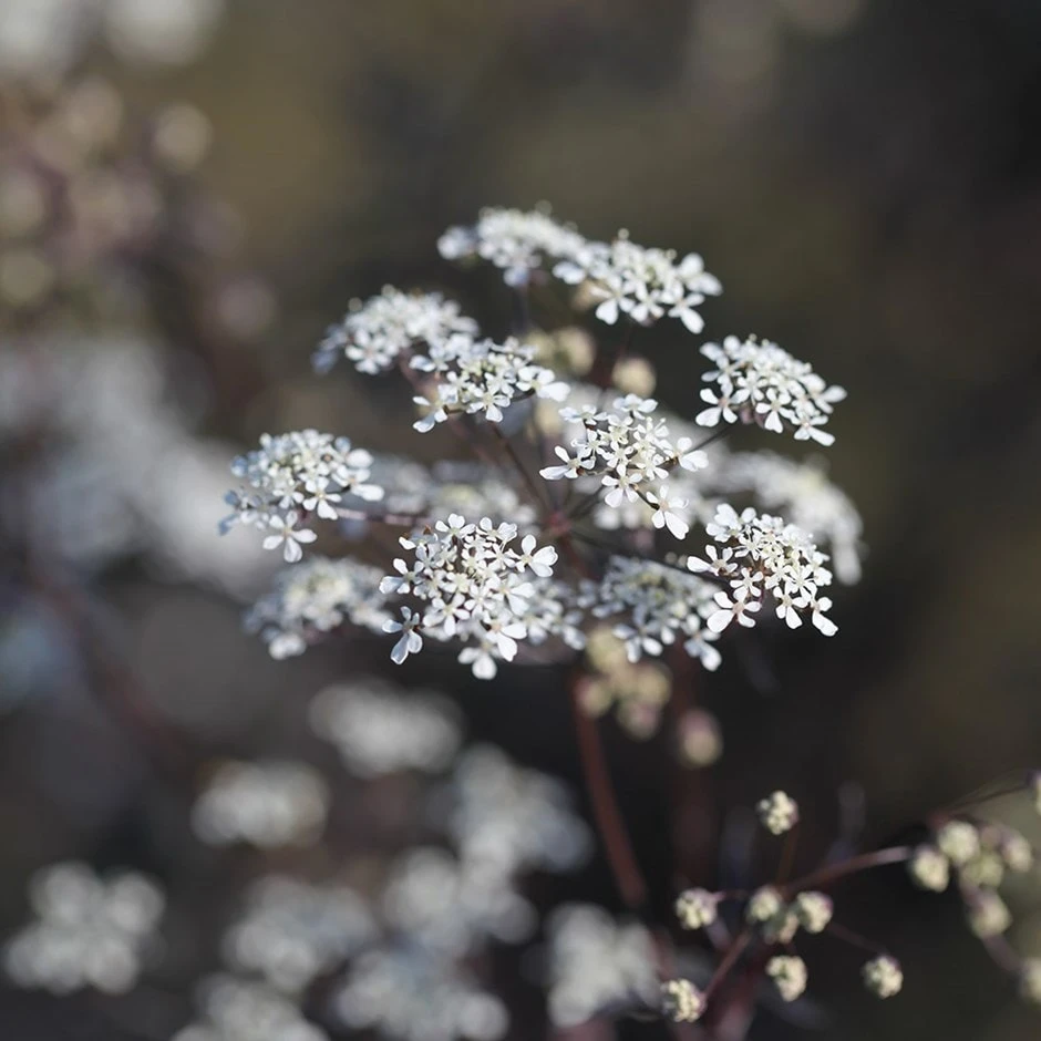 Anthriscus Sylvestris 'Ravenswing' 1 Anthriscus Sylvestris 'Ravenswing'