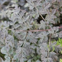 Anthriscus Sylvestris 'Ravenswing' 5 Anthriscus Sylvestris 'Ravenswing' -Plants Shop pl2000017279 card3 lg