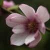 Magnolia Fairy Magnolia Blush ('Micjur01') (PBR)