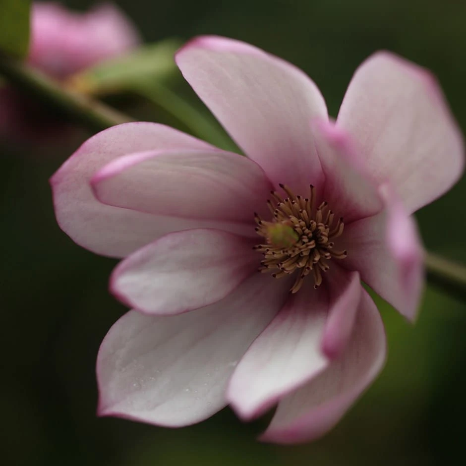 Magnolia Fairy Magnolia Blush ('Micjur01') (PBR) 1 Magnolia Fairy Magnolia Blush ('Micjur01') (PBR)