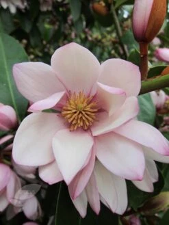 Magnolia Fairy Magnolia Blush ('Micjur01') (PBR) 12 Magnolia Fairy Magnolia Blush ('Micjur01') (PBR) -Plants Shop pl2000017453 card4 lg