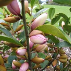 Magnolia Fairy Magnolia Blush ('Micjur01') (PBR) 13 Magnolia Fairy Magnolia Blush ('Micjur01') (PBR) -Plants Shop pl2000017453 card5 lg