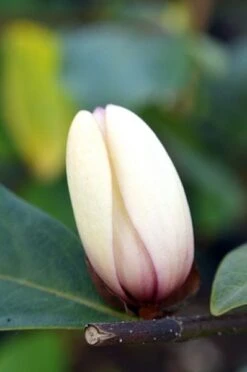 Magnolia Fairy Magnolia Blush ('Micjur01') (PBR) 14 Magnolia Fairy Magnolia Blush ('Micjur01') (PBR) -Plants Shop pl2000017453 card6 lg