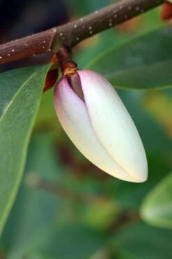 Magnolia Fairy Magnolia Blush ('Micjur01') (PBR) 15 Magnolia Fairy Magnolia Blush ('Micjur01') (PBR) -Plants Shop pl2000017453 card7 lg