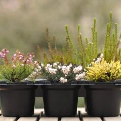 Heather Collection (6 Mixed Heathers)