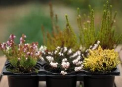 Heather Collection (6 Mixed Heathers) -Plants Shop pl2000017456 card3 lg