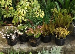 Heather Collection (6 Mixed Heathers) -Plants Shop pl2000017456 card4 lg