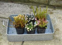 Heather Collection (6 Mixed Heathers) -Plants Shop pl2000017456 card5 lg