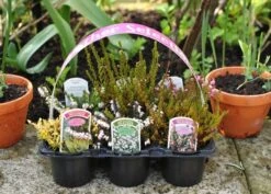 Heather Collection (6 Mixed Heathers) -Plants Shop pl2000017456 card6 lg