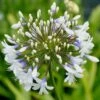 Agapanthus Queen Mum ('Pmn06') (PBR)