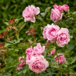 Rosa Mum In A Million (Renaissance Series) ('Poulren013') (PBR) 8 Rosa Mum In A Million (Renaissance Series) ('Poulren013') (PBR) -Plants Shop pl2000017678 card4 lg