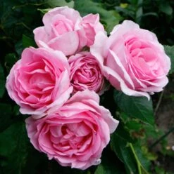 Rosa Mum In A Million (Renaissance Series) ('Poulren013') (PBR) 9 Rosa Mum In A Million (Renaissance Series) ('Poulren013') (PBR) -Plants Shop pl2000017678 card5 lg