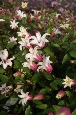 Clematis Princess Kate ('Zoprika') (PBR) -Plants Shop pl2000017699 card3 lg