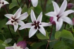 Clematis Princess Kate ('Zoprika') (PBR) -Plants Shop pl2000017699 card4 lg
