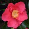 Camellia Japonica 'Doctor King'