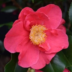 Camellia Japonica 'Doctor King'