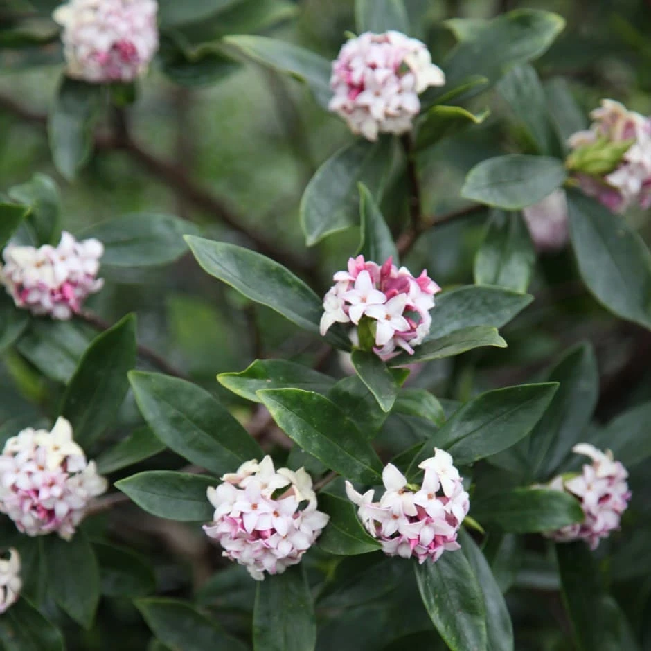 Daphne Odora 1 Daphne Odora