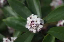 Daphne Odora 5 Daphne Odora -Plants Shop pl2000018042 card3 lg