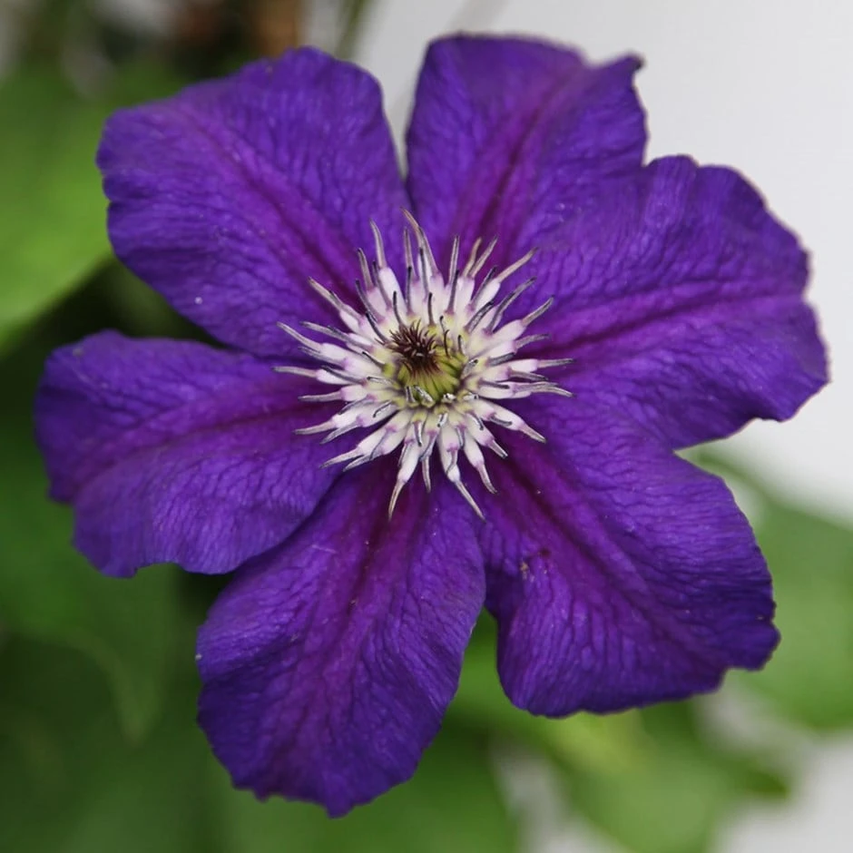 Clematis Happy Birthday ('Zohapbi') (PBR) 1 Clematis Happy Birthday ('Zohapbi') (PBR)