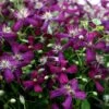 Clematis 'Sweet Summer Love' (PBR)