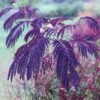 Albizia Julibrissin 'Summer Chocolate' (PBR)