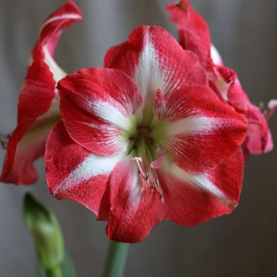 Hippeastrum (Galaxy Group) 'Monte Carlo' (PBR) 1 Hippeastrum (Galaxy Group) 'Monte Carlo' (PBR)