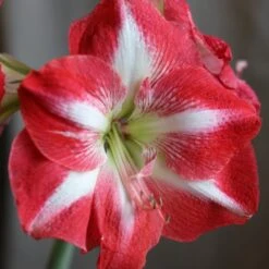 Hippeastrum (Galaxy Group) 'Monte Carlo' (PBR) 5 Hippeastrum (Galaxy Group) 'Monte Carlo' (PBR) -Plants Shop pl2000018155 card3 lg