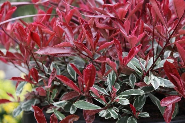 Photinia × Fraseri Pink Marble ('Cassini') 2 Photinia × Fraseri Pink Marble ('Cassini') - Image 2