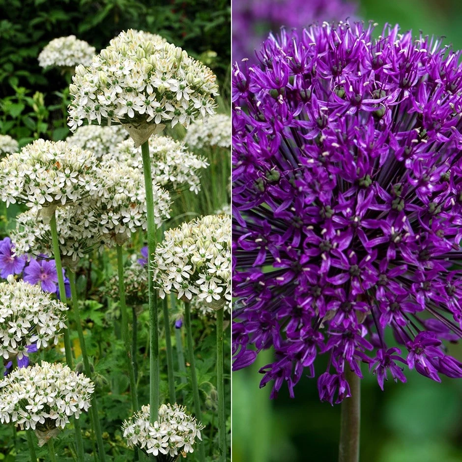 Striking Allium Collection 1 Striking Allium Collection