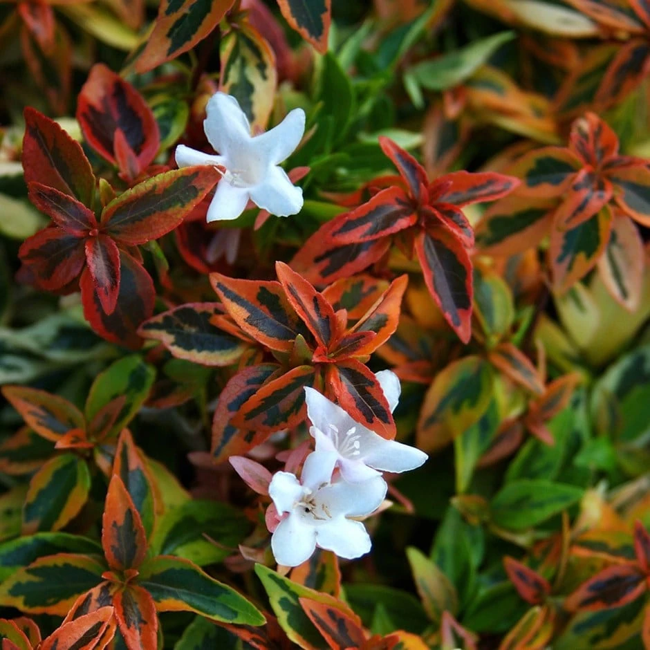 Abelia × Grandiflora 'Kaleidoscope' (PBR) 1 Abelia × Grandiflora 'Kaleidoscope' (PBR)