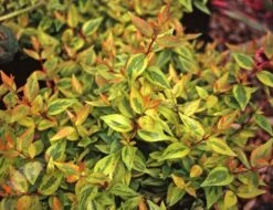 Plants Shop -Plants Shop pl2000019572 card2 lg